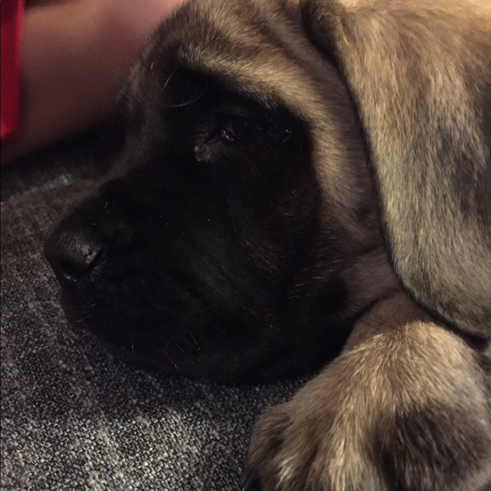Meet your Posher, Bella